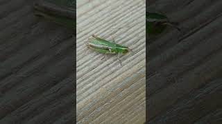 A Lesser Marsh Grasshopper thinking about escaping [upl. by Butterworth]