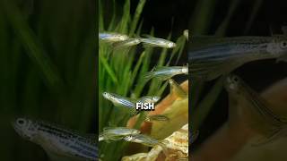 Chinas Big Experiment on Zebrafish trending shorts ytshorts [upl. by Ynney687]