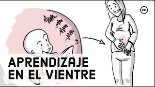 Desarrollo Prenatal Lo Que los Bebés Aprenden Dentro del Vientre [upl. by Ihcehcu]