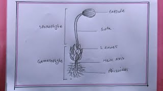 how to draw funaria easydraw funaria diagram [upl. by Innavoeg]