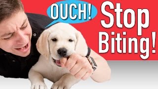 How to Train your Puppy to Stop Biting [upl. by Kalfas]