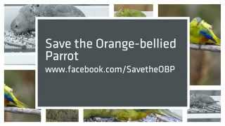 Orangebellied Parrot video clip [upl. by Euqinmod]