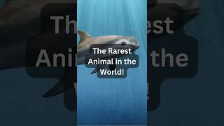 Vaquita The Rarest Animal in the World [upl. by Maxey370]