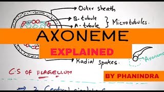 STRUCTURE OF AXONEME  LATERAL APPENDAGES  BY PHANINDRA GUPTHA [upl. by Peterec]