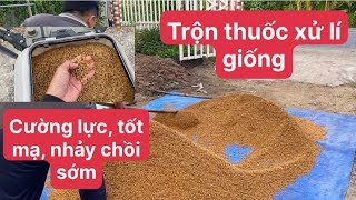 Xuống giống Đài Thơm 8 xử lí trước gieo xạ đơn giản hiệu quả Đông Xuân 20242025 [upl. by Lammond]