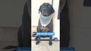 Jhonny ka new style  black labrador funny stylish look [upl. by Berthoud]