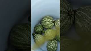 Cortando calabacitas tiernas para comer [upl. by Reace]