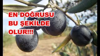 Polyesterde Taş Baskı Gemlik Sofralık Siyah Zeytin Nasıl Yapılır [upl. by Elfstan]