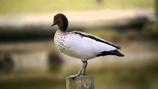 Australian Wood Duck Chenonetta jubata ♂ [upl. by Repooc907]