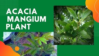 Acacia Mangium Australian teak plant farming full detail video [upl. by Alakam]