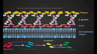 Azoles And Terbinafine antifungal animation [upl. by Orr]