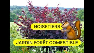 NOISETIERS POURPRE ET PAWETET AU JARDIN FORET COMESTIBLE ET MEDICINAL [upl. by Lynnell]