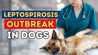 Leptospirosis Outbreak in Dogs Should you vaccinate [upl. by Talanta]