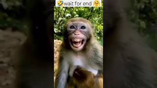 funny monkey shorts comedy🤣🤣😅 funny monkey [upl. by Luy168]