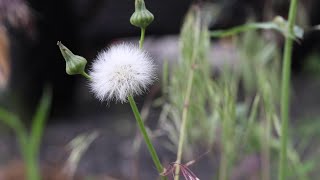 ANNUAL SOW THISTLE Sonchus oleraceus [upl. by Jeralee893]