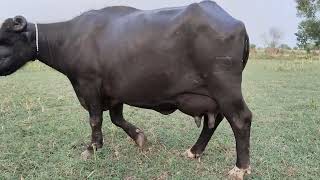 watch pure neeli Ravi buffalo for sale382024 in Punjab Pakistan on YouTube [upl. by Udele813]