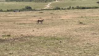 Cheetah in hunting action in Masai Mara [upl. by Linea]