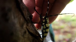 Found a beautiful longhorn beetle on a fruit tree [upl. by Leeban555]