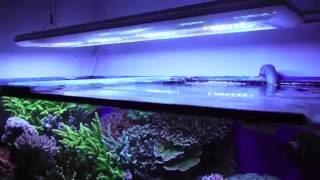 Giesemann Futura LED Aquarium Fixture Highlights [upl. by Gimpel]