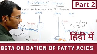 Beta Oxidation of Fatty acids in Hindi  Part 2 [upl. by Kimberlyn]