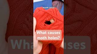 Moth Larvae Cause Moth Holes  How To Prevent This diy mothholes sweatercare [upl. by Brenner352]