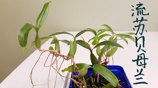 Coelogyne fimbriata 流苏贝母兰 [upl. by Rafaelita]