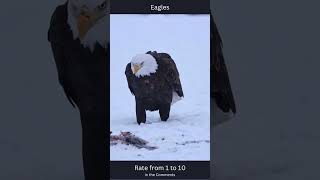 🦅 Eagles 1 ShortsPetsandAnimals eagles [upl. by Anelyak]