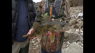 Bank Fishing for Huge Trophy Sauger [upl. by Hamnet90]