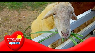 What are Ruminants  More Science on the Learning Videos Channel [upl. by Ocsicnarf]