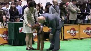 Airedale Terrier 3 FCI Japan international dog show 2012 [upl. by Lenwood]