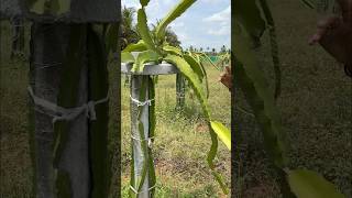 Dragon fruit chedi இப்படித்தான் வளர்க்க வேண்டும்  vivasaya nanban  agriculture in tamil [upl. by Warfeld289]