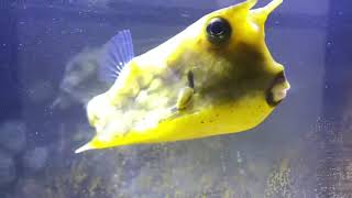 Longhorn Cowfish Boxfish in Temporary Holding Aquarium [upl. by Fleurette600]