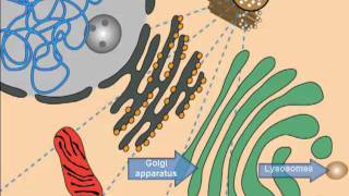 Lysosomal Storage Diseases Cell Introduction [upl. by Solon]