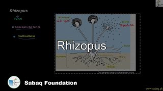 Rhizopus Biology Lecture  Sabaqpk [upl. by Dorsman]