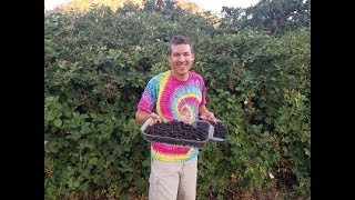 How to pick Black Berries the easy way [upl. by Dustman600]