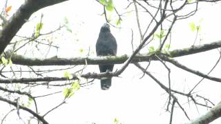 Hookbilled Kite by Charlie Vogt [upl. by Fridell]