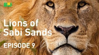 Lions of Sabi Sands  Episode 9  The End of the Mapogos [upl. by Tullus886]