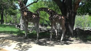 Giraffes attempt to mate at the Henry Doorly Zoo [upl. by Fahy949]