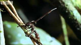 Documentario BBC  Effetti del fungo Cordyceps sulle formiche [upl. by Zehc]