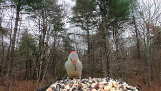 BlackCapped Chickadee Nuthatch and more [upl. by Pratte682]