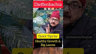 Dieffenbachia Secrets to Giant Leaves and Vibrant Health greenthumb plantcare plantlover [upl. by Florencia]