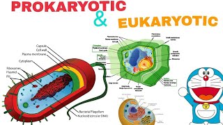 Prokaryotic and Eukaryotic Cell  Easiest way to understand In Hindi [upl. by Naesyar]