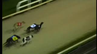 IGB  Greyhound amp Petworld A9 Off SIS 07022019 Race 11  Limerick [upl. by Eilitan]