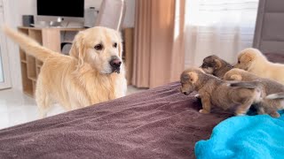 How a Golden Retriever Became a Friend to New Tiny Puppies Compilation [upl. by Renferd735]