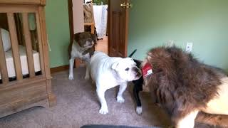 Brave English bulldog Sir Wellington fights lion Super funny [upl. by Anastos568]