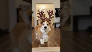 Corgi saves Christmas [upl. by Oleta]