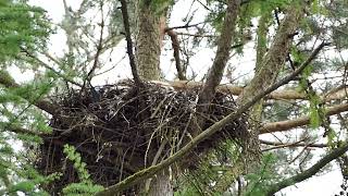 Jonge oehoes op nest Locatie blijft onbekend [upl. by Rosenstein948]