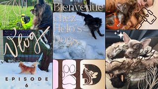 Bienvenue chez Helos Dogs Episode 6 [upl. by Heeley]