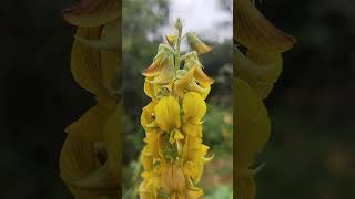 Crotalaria pallida [upl. by Aia694]