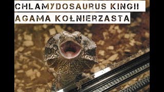 OPIS Chlamydosaurus kingii  Agama Kołnierzasta [upl. by Snow]